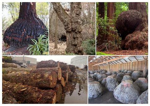 常見的樹瘤形態